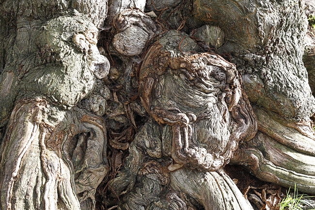 Nationaldenkmal Esskastanie Vaalserquartier